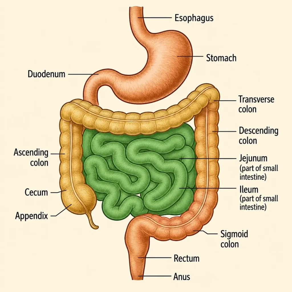 Small intestine anatomy illustration