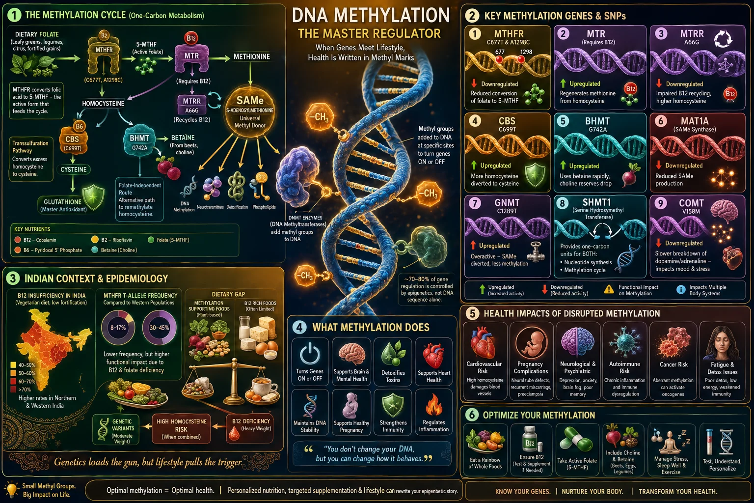 DNA Methylation Explained: What Your MTHFR, COMT and Homocysteine Genes Reveal About Your Health